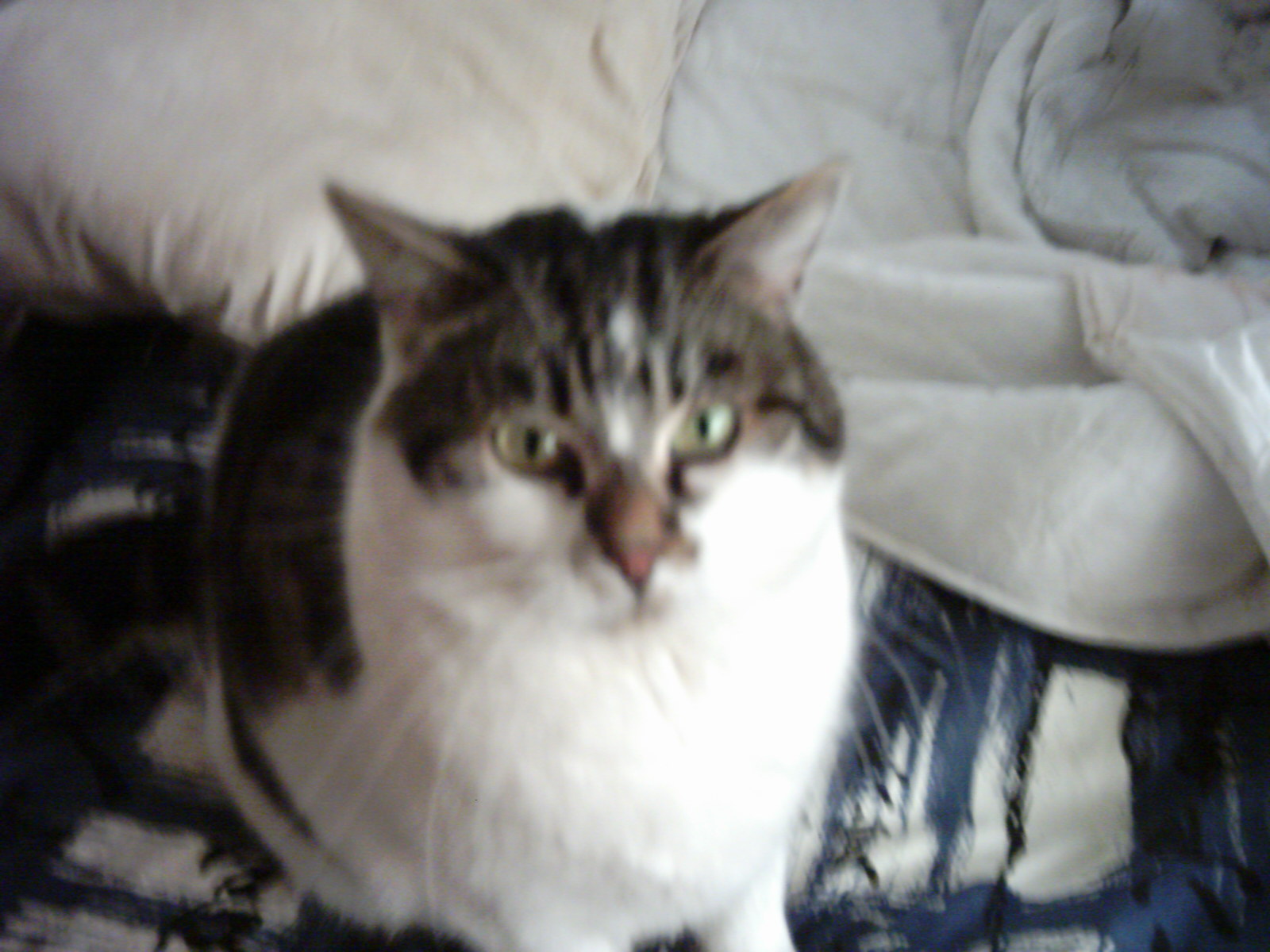 juliancat.jpg