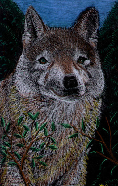 wolf.jpg